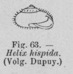 Eben (1884, figuur 63) Eben (1884, figuur 63)
