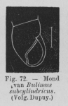 Eben (1884, figuur 72) Eben (1884, figuur 72)