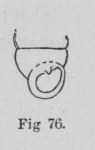 Eben (1884, figuur 76) Eben (1884, figuur 76)