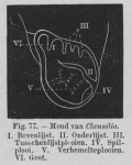 Eben (1884, figuur 77) Eben (1884, figuur 77)