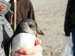 Papegaaiduiker