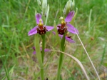 Bijenorchis