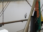 Blauwe reiger