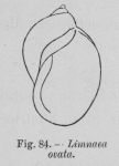 Eben (1884, figuur 84) Eben (1884, figuur 84)