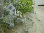 Blauwe zeedistel