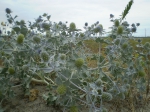 Blauwe zeedistel