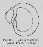 Eben (1884, figuur 85) Eben (1884, figuur 85)