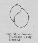 Eben (1884, figuur 86) Eben (1884, figuur 86)