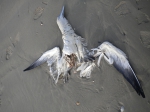 cadaver northern gannet