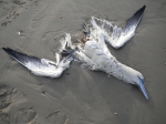 Cadaver northern gannet