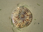 Kompaskwal