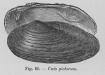 Eben (1884, figuur 99) Eben (1884, figuur 99)