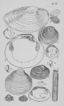Eben (1884, plaat 6) Eben (1884, plaat 6)