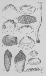 Eben (1884, plaat 7) Eben (1884, plaat 7)