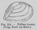 Eben (1884, figuur 104) Eben (1884, figuur 104)