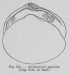 Eben (1884, figuur 105) Eben (1884, figuur 105)