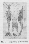 Gilis (1942, figuur 4) Gilis (1942, figuur 4)