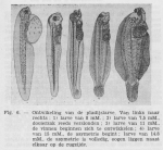 Gilis (1942, figuur 6) Gilis (1942, figuur 6)