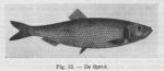 Gilis, C. (1942). Vulgarisatie van de wetenschap in verband met de zeevisscherij: korte inhoud van de causeries gehouden in 1941-1942 door Ch. Gilis, technicus bij den Staatszeevisscherijdienst, in verschillende centra der kust. Beheer van het Zeew Gilis, C. (1942). Vulgarisatie van de wetenschap in verband met de zeevisscherij: korte inhoud van de causeries gehouden in 1941-1942 door Ch. Gilis, technicus bij den Staatszeevisscherijdienst, in verschillende centra der kust. Beheer van het Zeew
