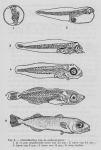 Gilis (1939, figuur 2) Gilis (1939, figuur 2)