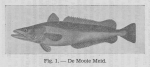 Gilis (1940, figuur 1) Gilis (1940, figuur 1)