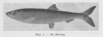 Gilis (1957, figuur 1.1) Gilis (1957, figuur 1.1)