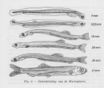 Gilis (1957, figuur 1.6) Gilis (1957, figuur 1.6)
