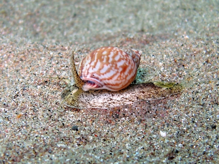 Nassarius mutabilis