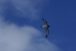Cape Petrel in flight