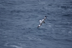 Cape Petrel in flight (back view)