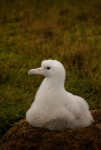 Chick of wandering albatross guarding the nest