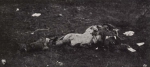 Thys (1922, figuur 10) Thys (1922, figuur 10)