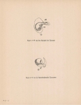 Denucé & Gernez (1936, Pl. 01.2)