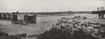 Thys (1922, figuur 460)