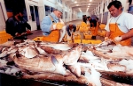 Lossers Nieuwpoort