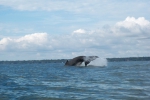 Pacifische kust