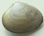 Rangia cuneata