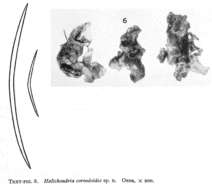 Halichondria cornuloides Burton, 1954