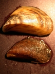 Dreissena polymorpha (boven) & Mytilopsis leucophaeata (onder)