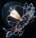 Hydractinia borealis