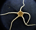 Ophiura rouchi