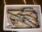 Regenboogforel - Oncorhynchus mykiss