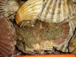 Sint-Jacobsschelpen - Pecten maximus