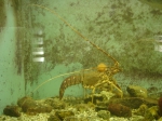 Langoest - Palinurus elephas