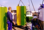 Laden lege viskisten te Zeebrugge, author: Onbekend