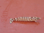 Penaeus kerathurus