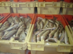 Grote Pieterman (rechts) en Steenbolk (links)