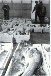 Vismijn Nieuwpoort