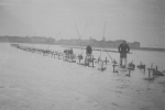 Oesterkweek in de Spuikom, 1937-1938