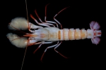 Arthropoda